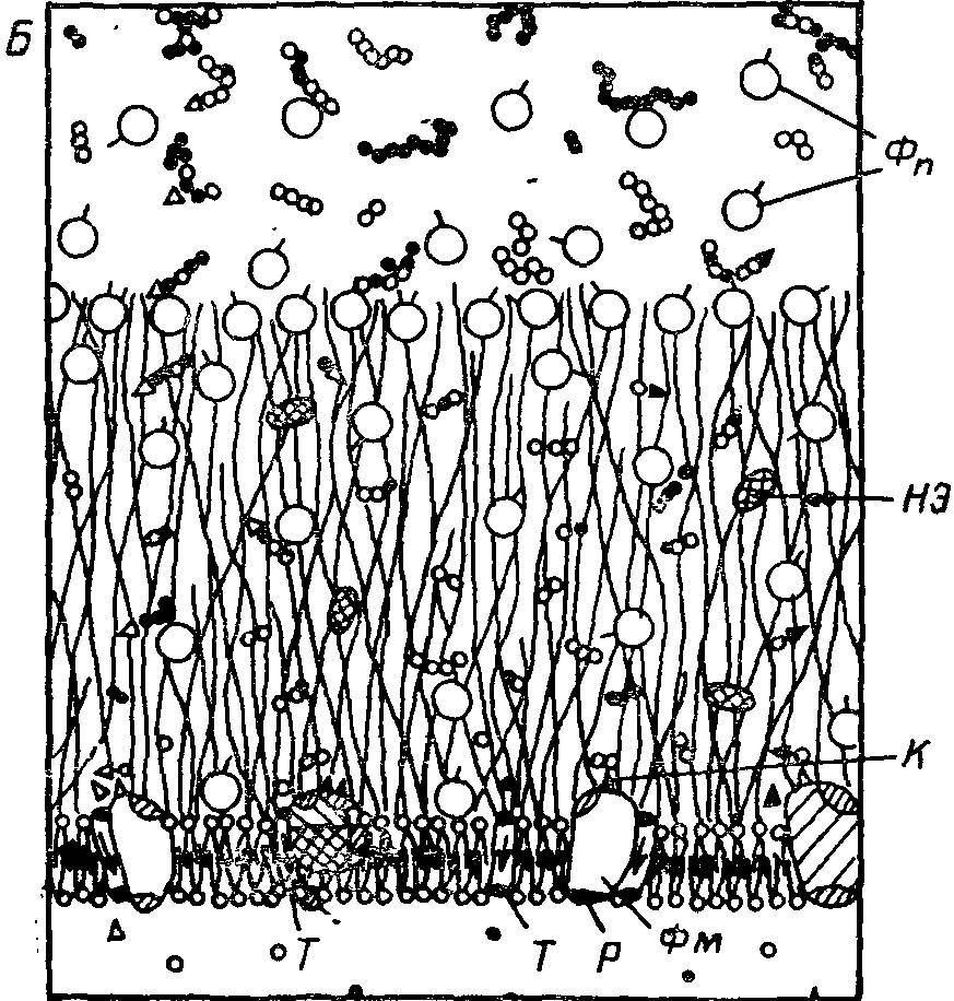 Естественные технологии биологических систем - _13.jpg