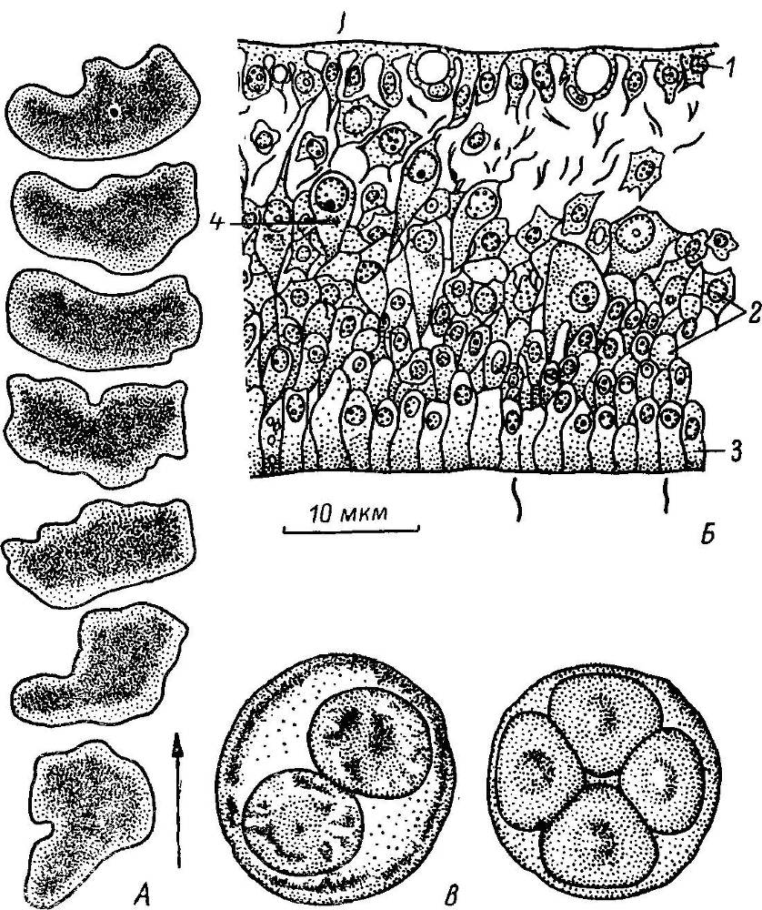 Естественные технологии биологических систем - _28.jpg