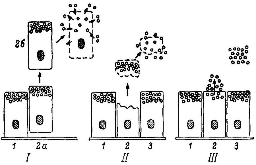 Естественные технологии биологических систем - _29.jpg