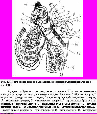 Теория адекватного питания и трофология - _19.jpg