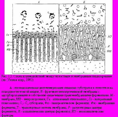 Теория адекватного питания и трофология - _3.jpg