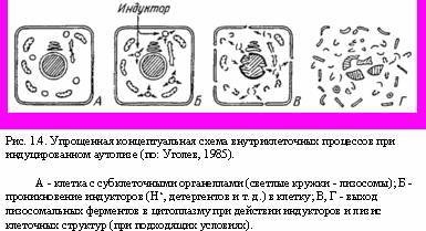 Теория адекватного питания и трофология - _4.jpg