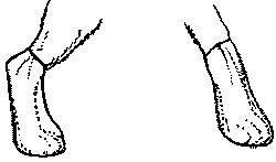 Собака-спасатель: Подготовка и обучение - i_008.png