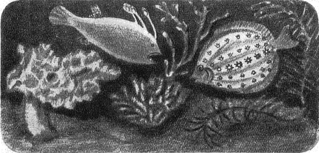 На дне океана - i_002.png