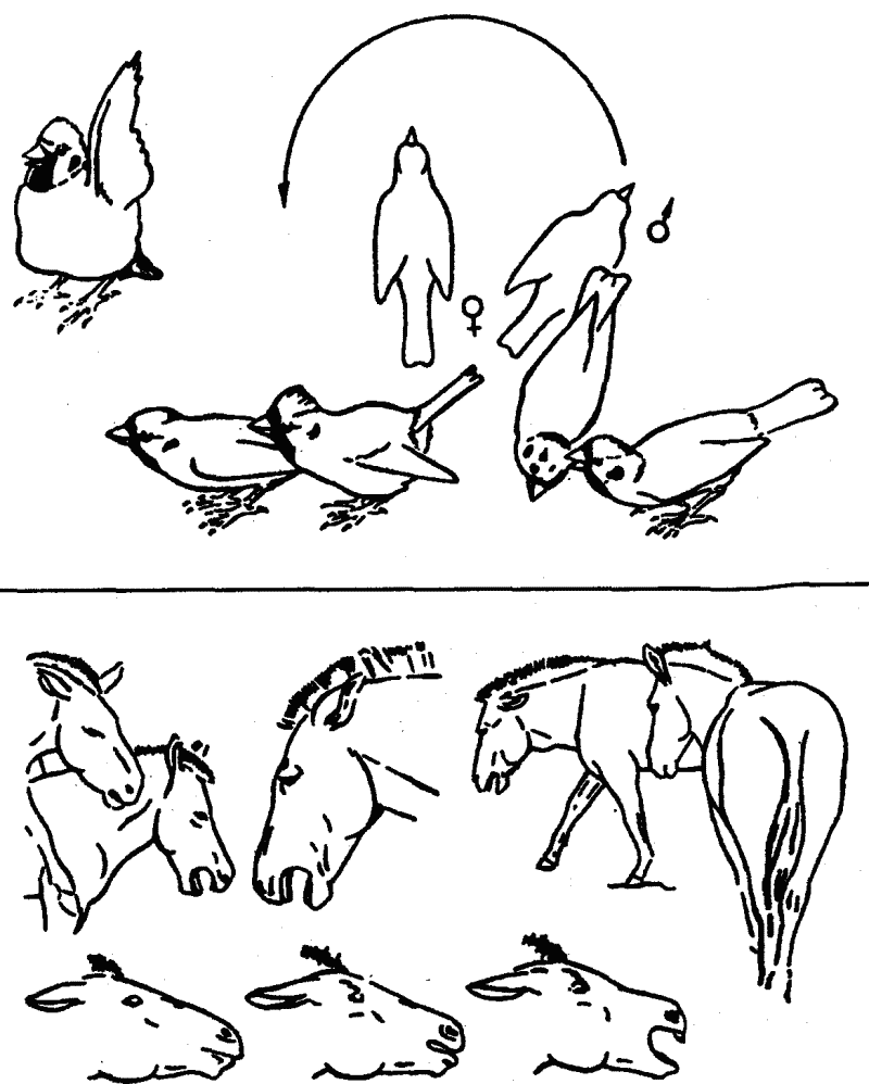 Основы зоопсихологии - i_012.png