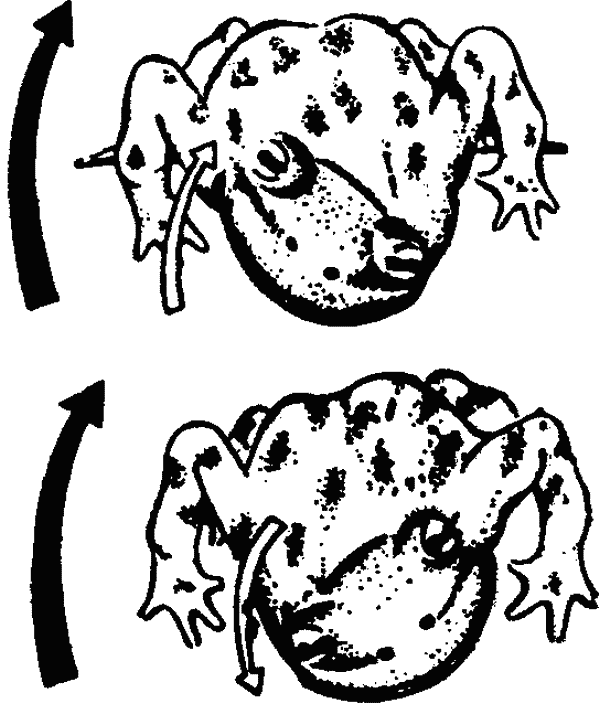 Основы зоопсихологии - i_021.png