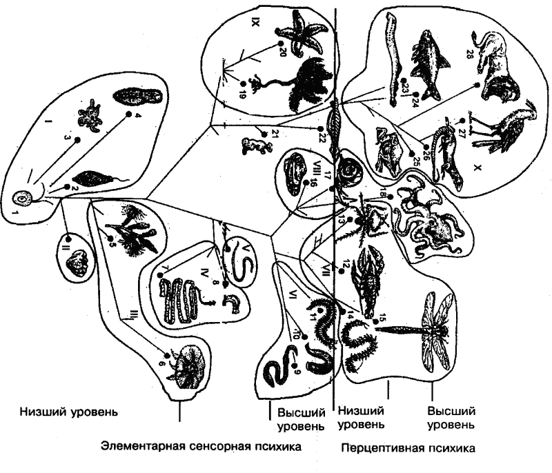 Основы зоопсихологии - i_027.png