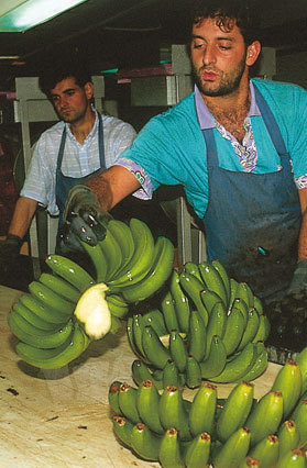 Гран-Канария. Путеводитель - i_008.jpg