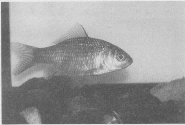 Аквариумы и аквариумные рыбки. Опыт успешного содержания и разведения в домашних условиях - i_004.jpg