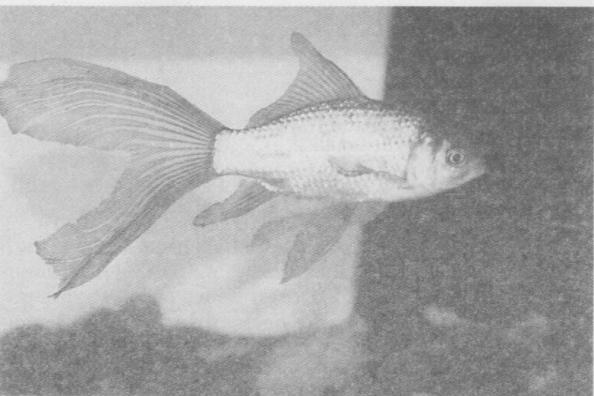 Аквариумы и аквариумные рыбки. Опыт успешного содержания и разведения в домашних условиях - i_005.jpg