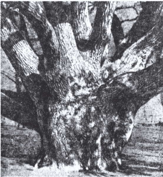 Князь Рюрик и его время - i_083.jpg