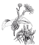 Лечение женских болезней травами - i_013.png