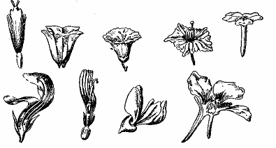 Бизнес-план по выращиванию чайно-гибридной розы - _04.png