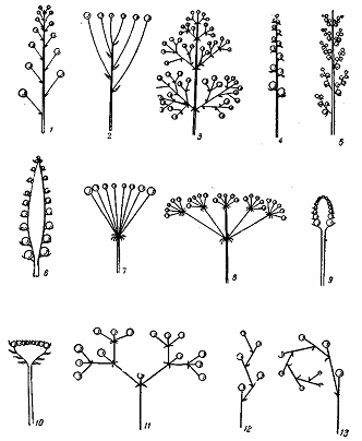 Бизнес-план по выращиванию чайно-гибридной розы - _05.png