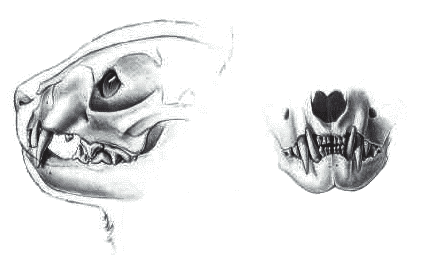 Корма для кошек - _006.png