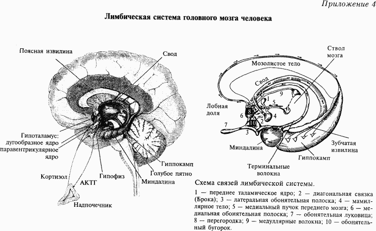 Основы нейрофизиологии - i_6D.png