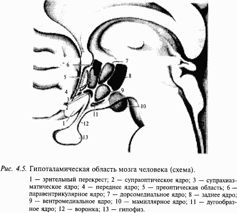 Основы нейрофизиологии - i_27.png