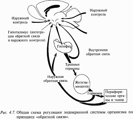 Основы нейрофизиологии - i_29.png