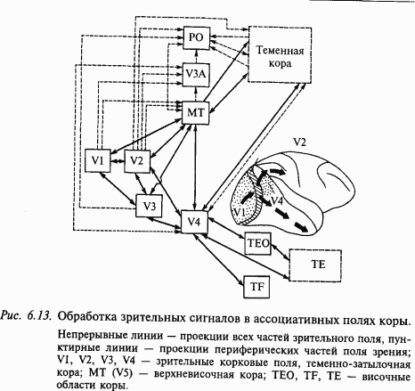 Основы нейрофизиологии - i_51.png