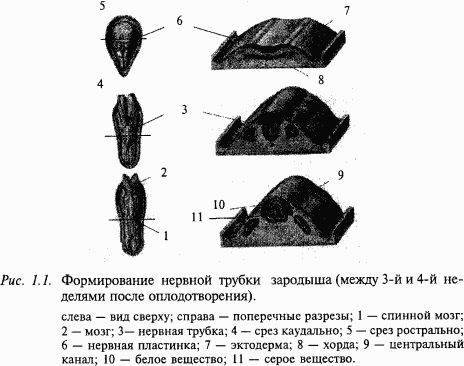 Основы нейрофизиологии - i_0B.png