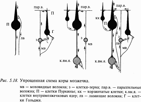 Основы нейрофизиологии - i_3F.png