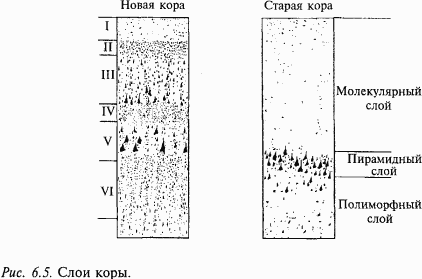 Основы нейрофизиологии - i_4A.png