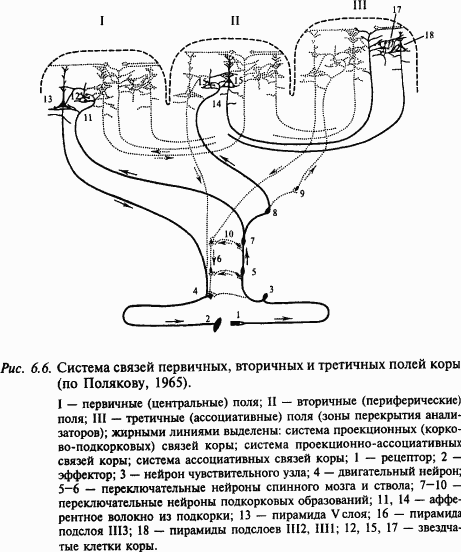 Основы нейрофизиологии - i_4B.png