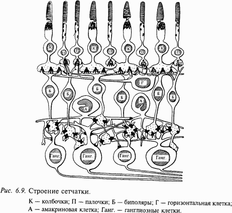 Основы нейрофизиологии - i_4D.png