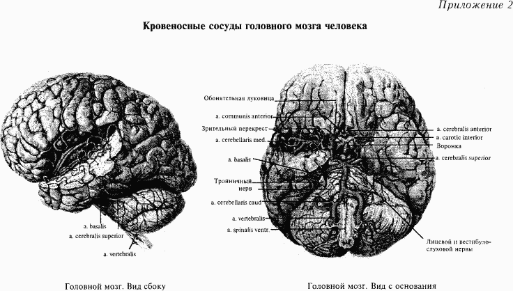Основы нейрофизиологии - i_6B.png