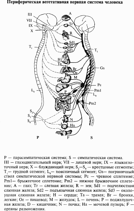 Основы нейрофизиологии - i_6C.png