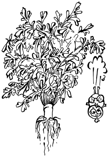 Растения, побеждающие боль. Дача — вылечит, дача — исцелит - i_011.png