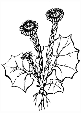 Целебные сорняки. Дача — вылечит, дача — исцелит - i_007.png