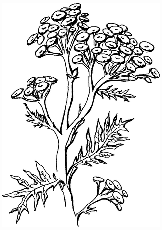 Целебные сорняки. Дача — вылечит, дача — исцелит - i_010.png