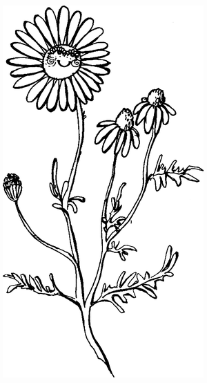 Целебные сорняки. Дача — вылечит, дача — исцелит - i_013.png