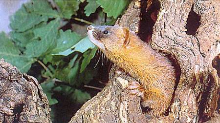 Хищники наших лесов - _62.jpg