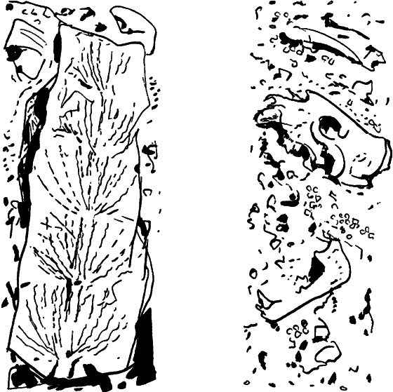 Диковинные звери - i_005.png