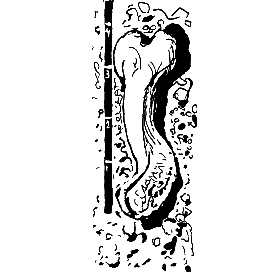 Диковинные звери - i_013.png