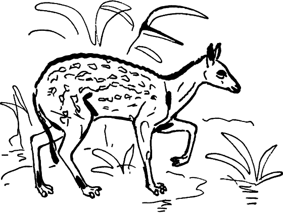 Диковинные звери - i_023.png