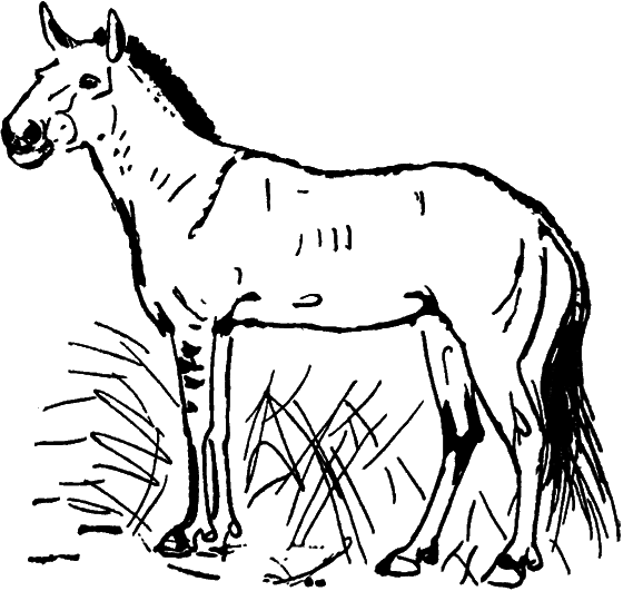 Диковинные звери - i_024.png