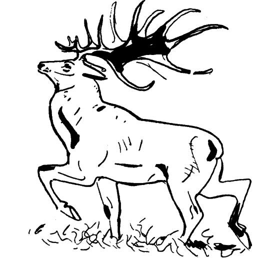 Диковинные звери - i_029.png