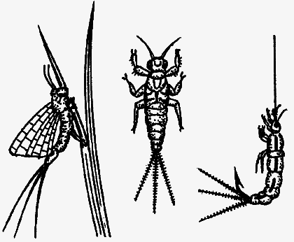 Удачливый рыболов - _001.png