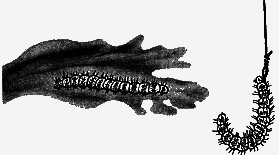 Удачливый рыболов - _009.png