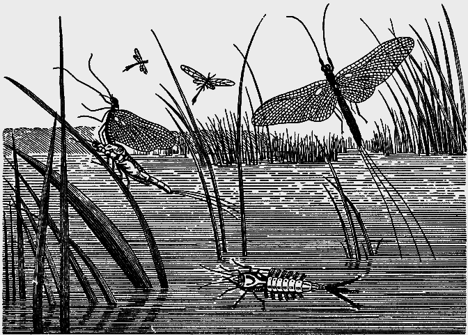 Удачливый рыболов - _013.png