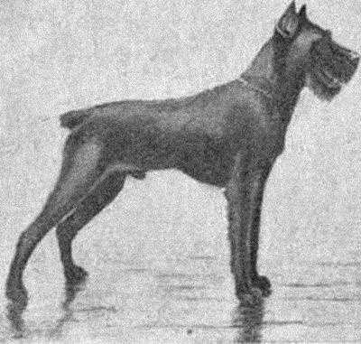 Курс теории дрессировки собак. Военная собака - i_002.jpg