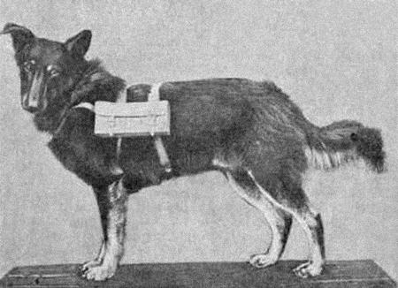 Курс теории дрессировки собак. Военная собака - i_022.jpg