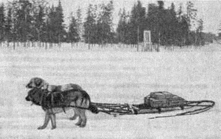 Курс теории дрессировки собак. Военная собака - i_023.jpg