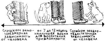 Что должны знать все хорошие собаки. Дрессировка через понимание - _13.jpg