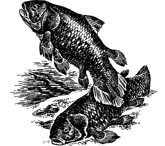 Существуют ли морские чудовища? - i_006.png