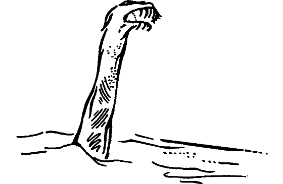 Существуют ли морские чудовища? - i_013.png