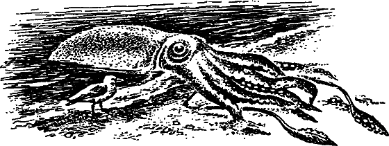 Существуют ли морские чудовища? - i_051.png